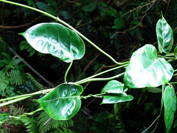 06-01台灣牛嬭菜.JPG 06-01台灣牛嬭菜.JPG