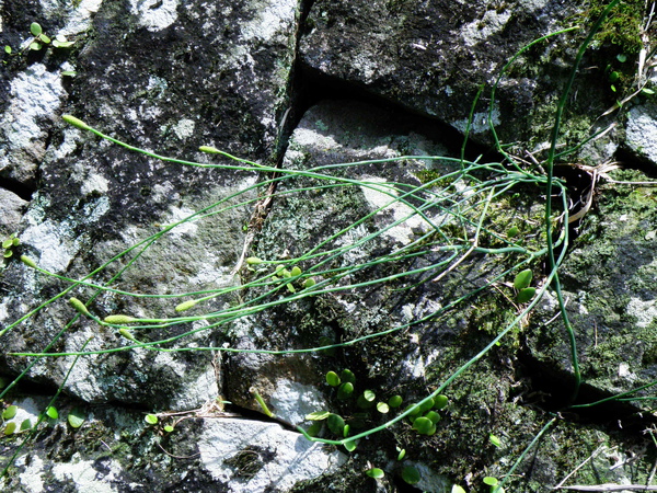 07-01木賊.JPG 07-01木賊.JPG