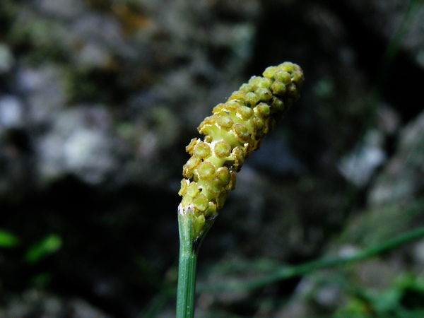 07-02木賊.JPG 07-02木賊.JPG