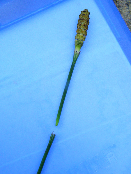 07-04木賊.JPG 07-04木賊.JPG