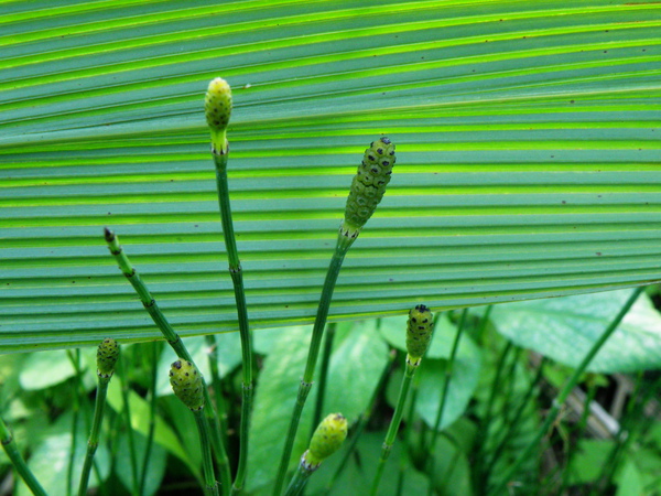 07-05木賊.JPG 07-05木賊.JPG