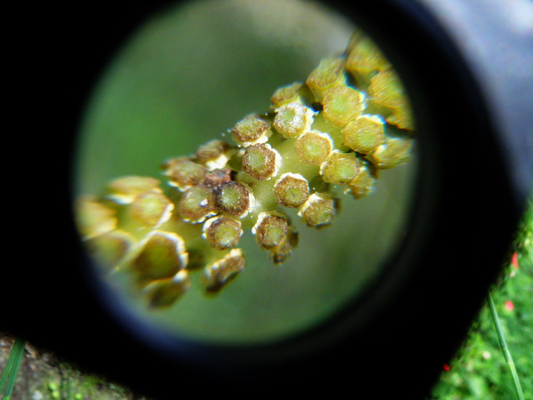 07-06木賊.JPG 07-06木賊.JPG