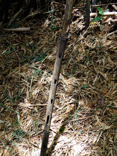 08-01台灣大象鼻蟲之傑作.JPG 08-01台灣大象鼻蟲之傑作.JPG