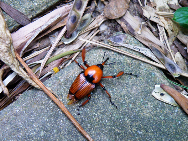 08-02台灣大象鼻蟲.JPG 08-02台灣大象鼻蟲.JPG