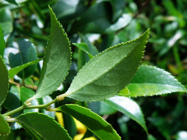 09-02米飯花.JPG 09-02米飯花.JPG