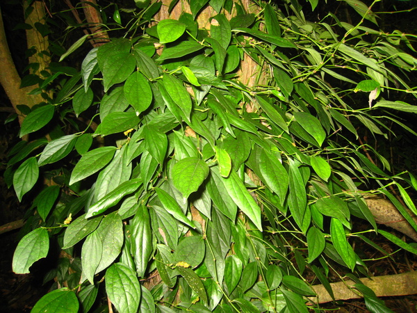 10-02風藤.JPG 10-02風藤.JPG