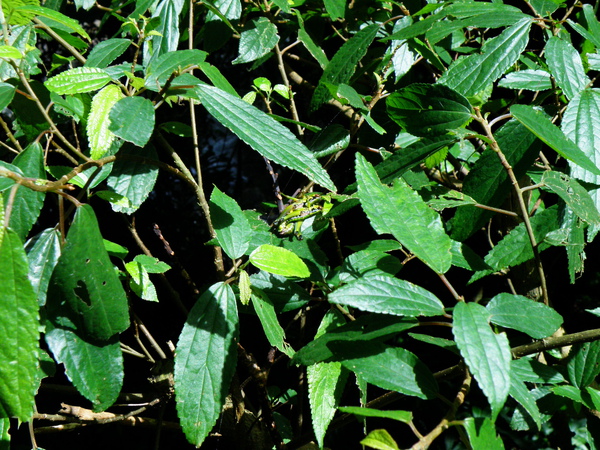 11-01瘤喉蝗.JPG 11-01瘤喉蝗.JPG