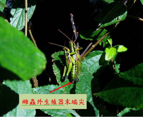 11-02瘤喉蝗.bmp 11-02瘤喉蝗.bmp