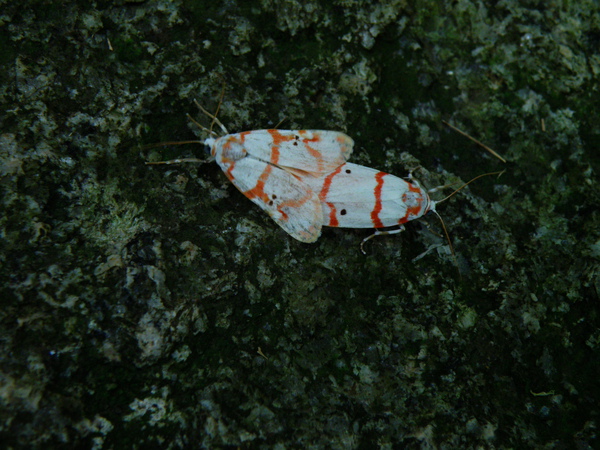 12-01二斑叉紋苔蛾2黑點雄.JPG 12-01二斑叉紋苔蛾2黑點雄.JPG