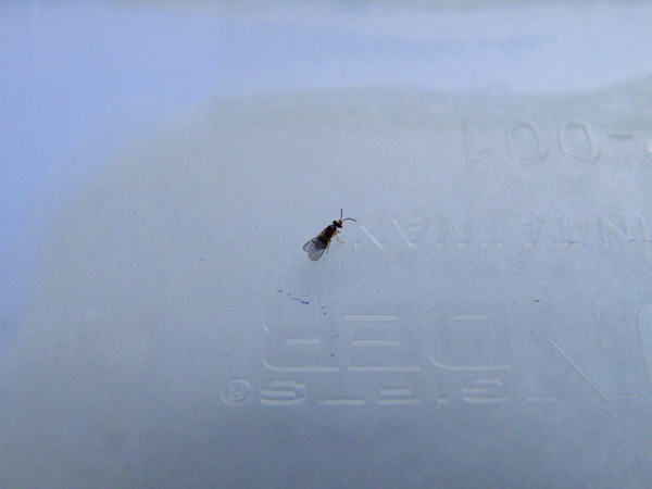 13-01榕果小蜂.JPG 13-01榕果小蜂.JPG