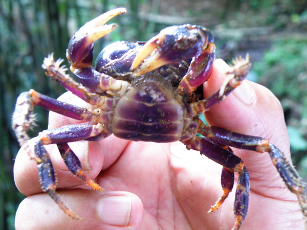 14-01公的紫地蟹.JPG 14-01公的紫地蟹.JPG