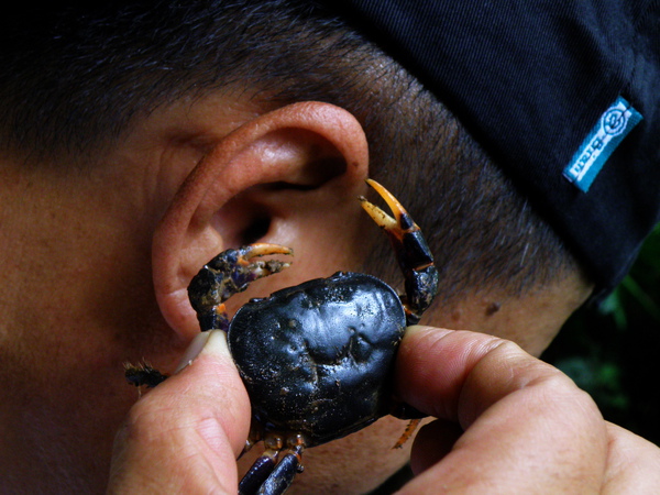 14-02公的紫地蟹.JPG 14-02公的紫地蟹.JPG