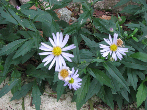 28-01狗蛙花~有管狀花和舌狀花.JPG