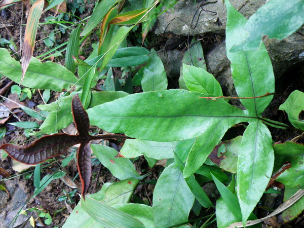 02-01基隆情人湖沙皮蕨營養葉和孢子葉.JPG 02-01基隆情人湖沙皮蕨營養葉和孢子葉.JPG