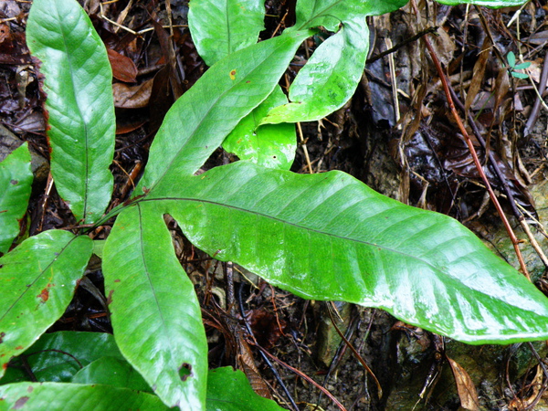 02-03沙皮蕨.JPG 02-03沙皮蕨.JPG