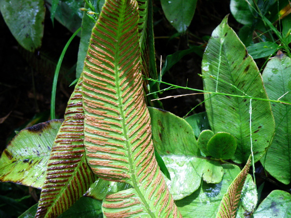 0302基隆情人湖細柄雙蓋蕨.JPG 0302基隆情人湖細柄雙蓋蕨.JPG