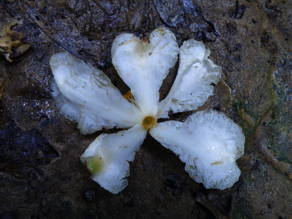 04-01茶花也算合瓣.JPG 04-01茶花也算合瓣.JPG