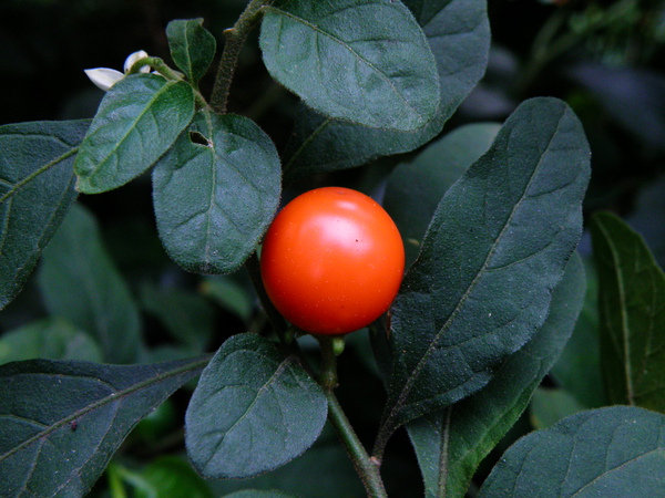 08-01雙花龍葵 (2).JPG 08-01雙花龍葵 (2).JPG