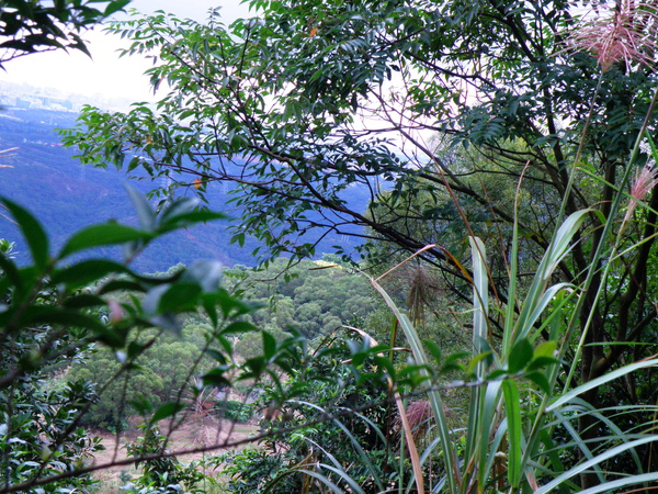 14-02山鹽青花.JPG 14-02山鹽青花.JPG