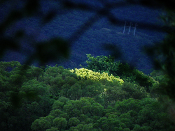 14-03山鹽青花.JPG 14-03山鹽青花.JPG