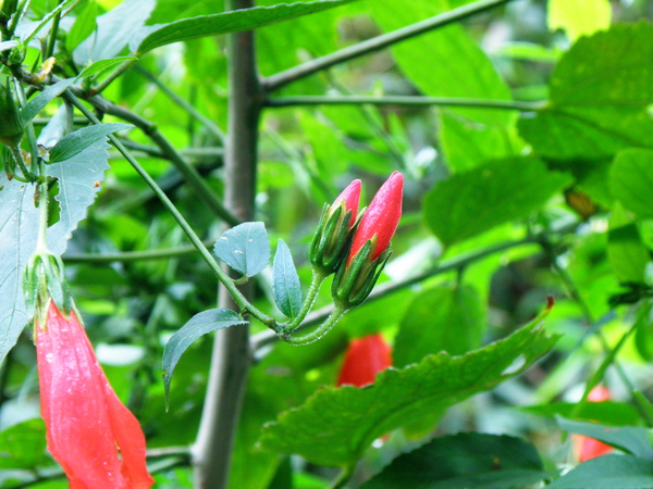 15-01朱槿小孩 (3).JPG 15-01朱槿小孩 (3).JPG