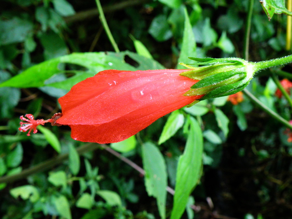 15-01朱槿已授粉或準備接受授粉.JPG 15-01朱槿已授粉或準備接受授粉.JPG