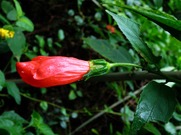 15-01朱槿蕊柱尚未成熟.JPG 15-01朱槿蕊柱尚未成熟.JPG