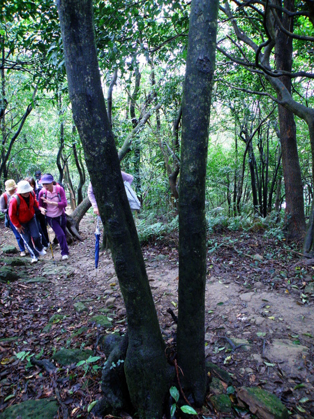 19-01昔日早被當柴薪砍的山紅柿喬木變灌木.JPG 19-01昔日早被當柴薪砍的山紅柿喬木變灌木.JPG