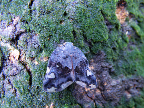 20-01廣翅蠟蟬.JPG 20-01廣翅蠟蟬.JPG