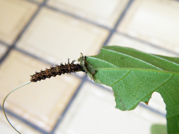 25-01單帶蛺蝶新生幼蟲.JPG 25-01單帶蛺蝶新生幼蟲.JPG