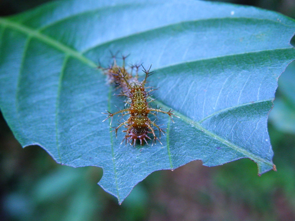 25-02終齡初期幼蟲淺褐色.JPG 25-02終齡初期幼蟲淺褐色.JPG