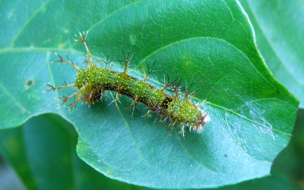 25-03單帶蛺蝶 終齡後期幼蟲綠色一黑斑.bmp 25-03單帶蛺蝶 終齡後期幼蟲綠色一黑斑.bmp
