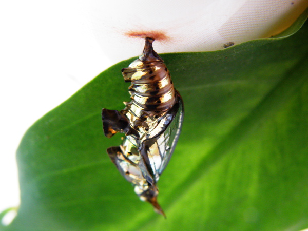 25-05快羽化了.JPG 25-05快羽化了.JPG