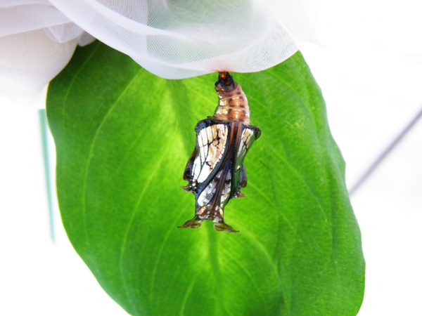 25-06快羽化了.JPG 25-06快羽化了.JPG