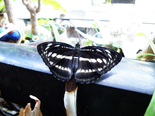 25-10單帶蛺蝶雌.JPG 25-10單帶蛺蝶雌.JPG