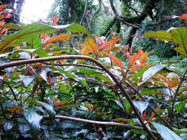 07-01玉葉金花~2對托葉 (2).JPG