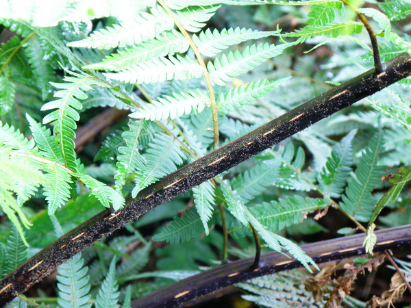 11-01台灣桫欏~氣孔3回刺長莖黑 (2).JPG