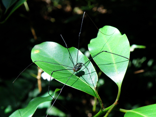 12-01盲蛛~非蜘蛛 (3).JPG