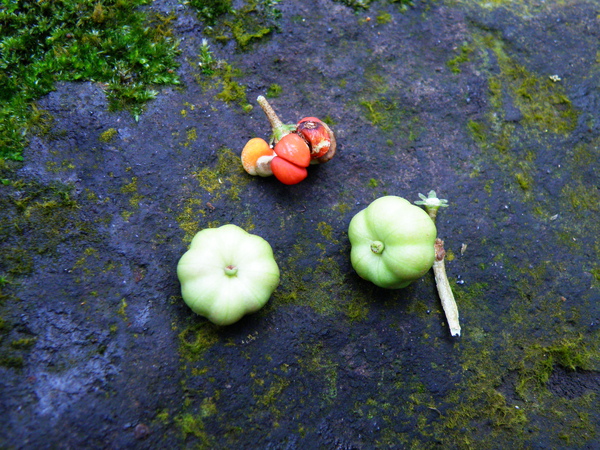 19-01細葉饅頭果 (3).JPG