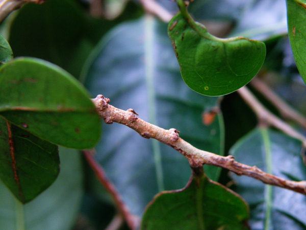 19-01細葉饅頭果 (6).JPG