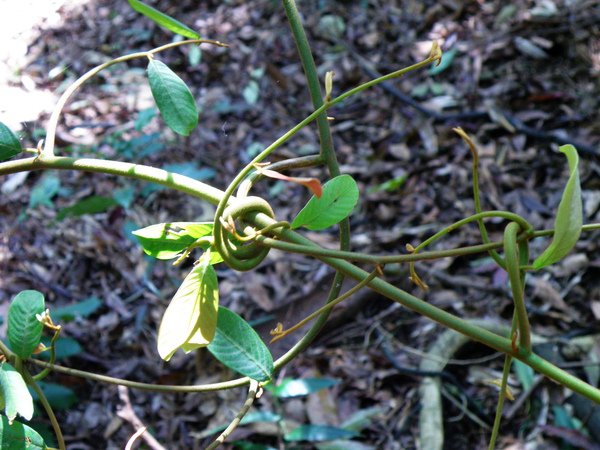 33-01瓜馥木~先自力救濟再攀爬   (7).JPG