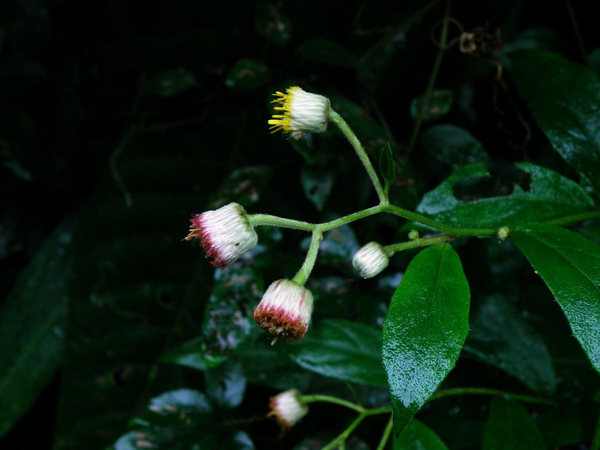 04-02大頭艾納香.JPG 04-02大頭艾納香.JPG