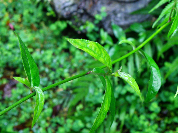 04-03大頭艾納香枝條無毛.JPG 04-03大頭艾納香枝條無毛.JPG