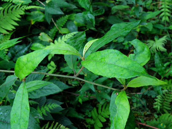 04-05鹹蝦花有毛.JPG 04-05鹹蝦花有毛.JPG