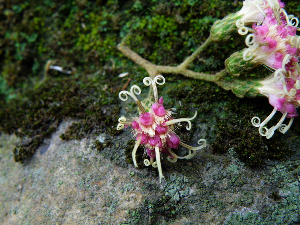 04-06鹹蝦花.JPG 04-06鹹蝦花.JPG