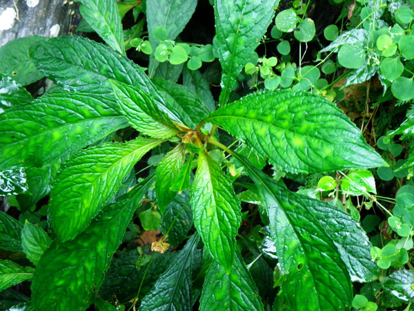 06-01走馬胎.JPG 06-01走馬胎.JPG