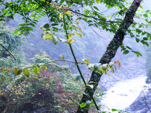 13-01台灣鉤藤.JPG 13-01台灣鉤藤.JPG