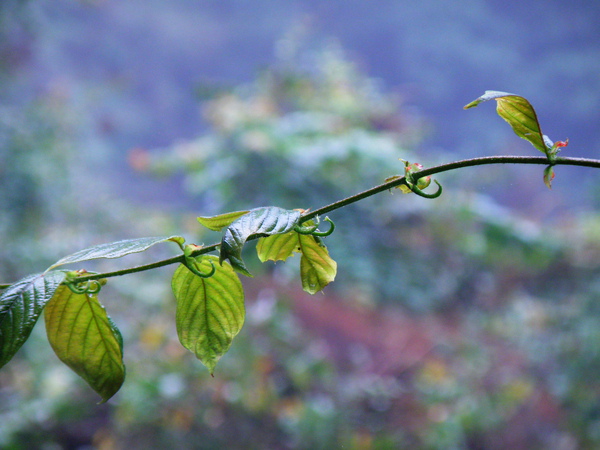 13-02台灣鉤藤.JPG 13-02台灣鉤藤.JPG