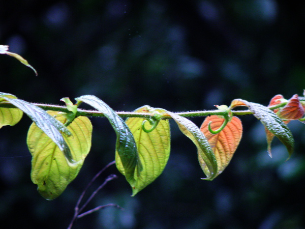 13-03台灣鉤藤.JPG 13-03台灣鉤藤.JPG