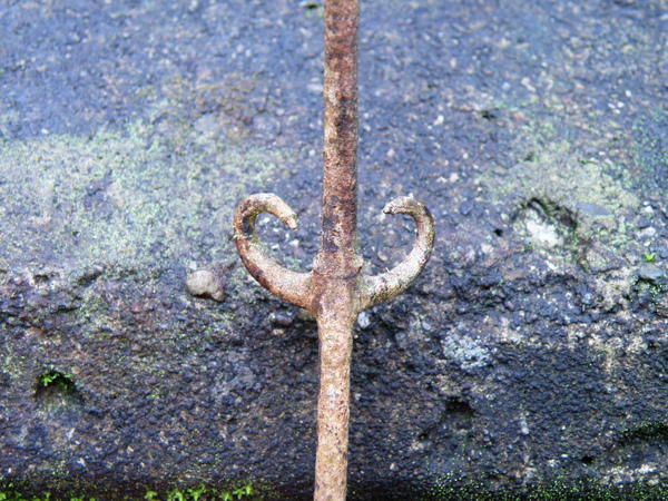 13-04台灣鉤藤.JPG 13-04台灣鉤藤.JPG